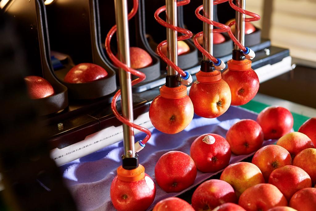 ROBOTIC APPLE PACKER RIPE FOR LAUNCH - Supermarket News